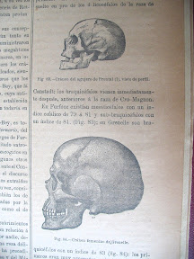 Cráneos de fósiles humanos.