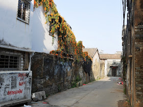 flowering plant growing on a older buiding south of Jiaoqiao New Road (滘桥新路) in Yangjiang