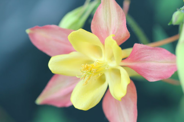 yellow and orange flower, the same shape