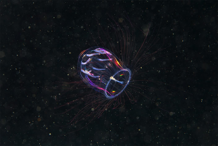 من أعماق المحيط : مخلوقات مذهلة Glowing+Underwater+Creatures_semenov_03