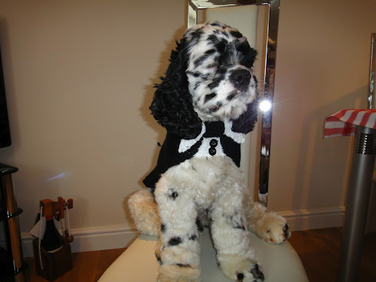 Charlie brown, American cocker spaniel