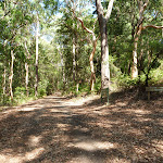 Wide trail through forest in Blackbutt Reserve (400495)
