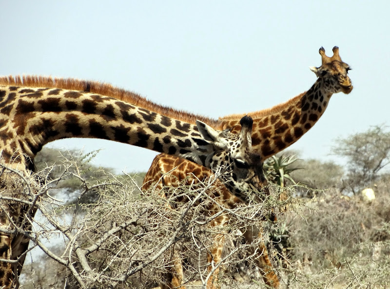 Заметки о животных. Путешествие по Кении и Танзании.
