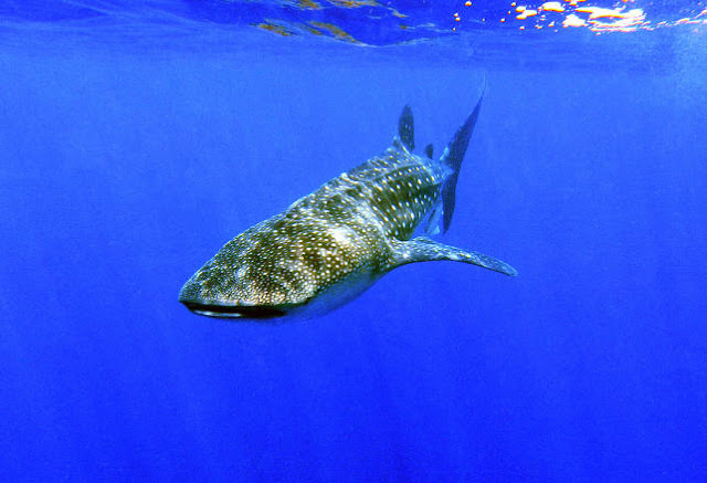 whale shark whaleshark