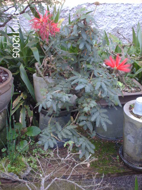 Caliandra Vermelha em Cascata... - Página 3 PICT1245