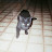 Blaine williams avatar image