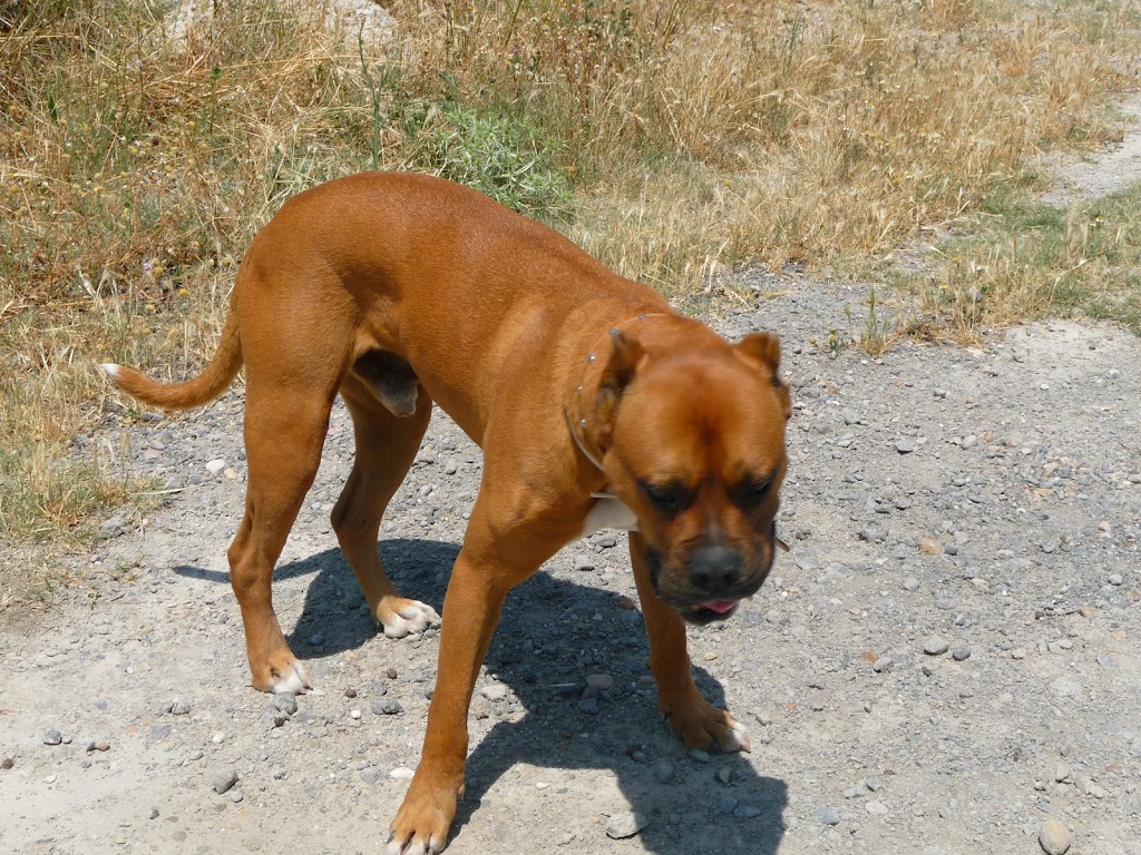 ***Adoptado*** MARTIN, X Boxer? con leishmania. SIEMPRE CONTIGO. Ahora Zaragoza (PE) P1000696