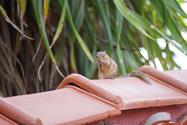 Шри-Ланка: на машине 1 100 км,  фото без комментариев, март-апрель 2013г.