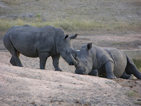 Wildlife Photos of Black Rhino