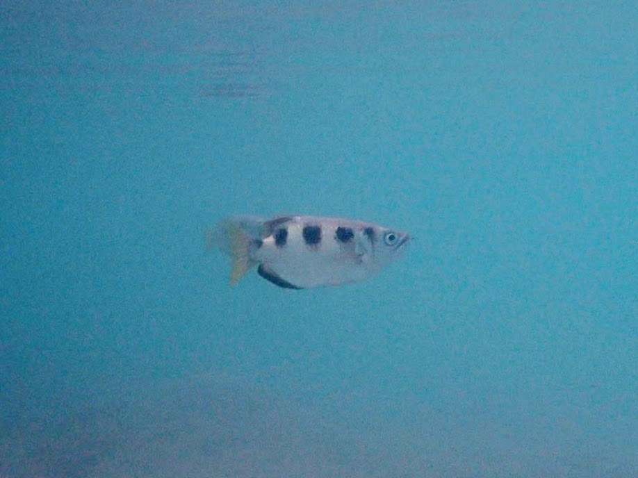Toxotes jaculatrix (Banded Archerfish) at the Chindonan Island Resort Resturant over the water, Palawan. Philippines.