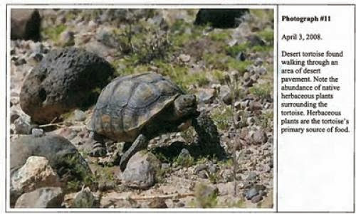 Save Sea Turtles Kill Desert Tortoises