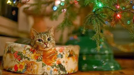 Sfondi di Natale gatti