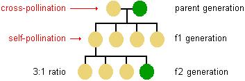Description: diagram showing the result of cross-pollination in the first 2 offspring generations--in generation f1 all are yellow peas but in generation f2 the ratio of yellow to green peas is 3 to 1