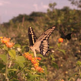Butterflies of Iguazu (April 4, 2007)