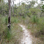 Track through dry eucalypt forest (106864)