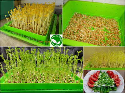 上 豆苗種植時間 278058