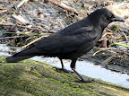 Crow photo by Walter Siegmund