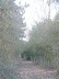 Path through wood at Meadow Mink Farm