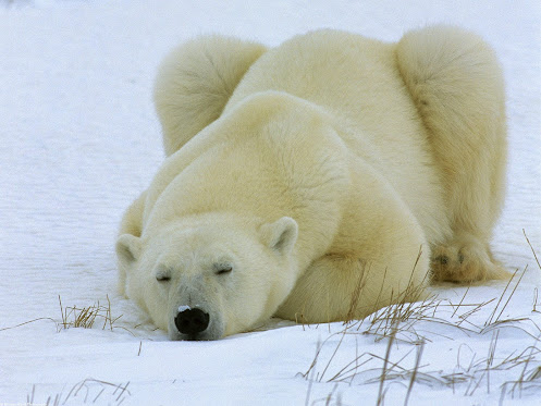 jegesmedve_bear03.jpg
