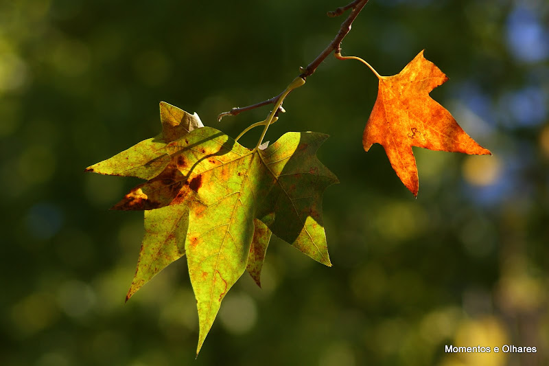 Outono, Folhas de plátano