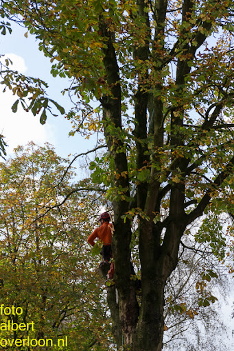 Bomen gekapt Museumlaan in overloon 20-10-2014 (10).jpg