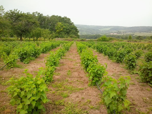 Photos of Badnjevac