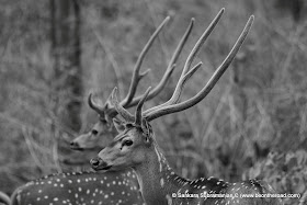 Spotted Deer in monochrome