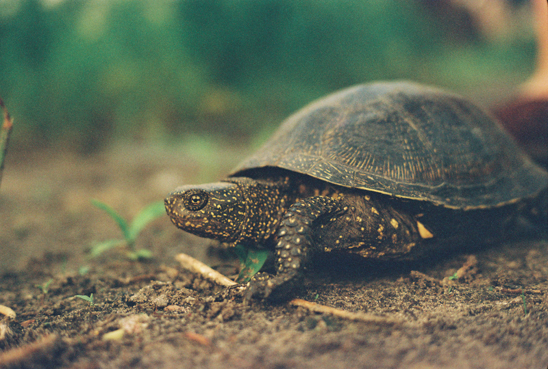 Turtle pro. Черепахи живущие в Грузии. Коричневых черепашек. Черепаха быстро.