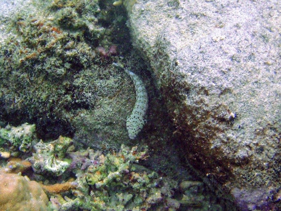 Parapercis hexophthalma (Speckled Sandperch), Naigani Island, Fiji.