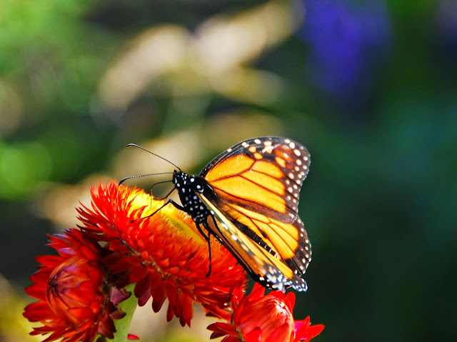 Butterfly in fall. From Fall Color Weekend Getaway: Meijer Gardens & Sculpture Park