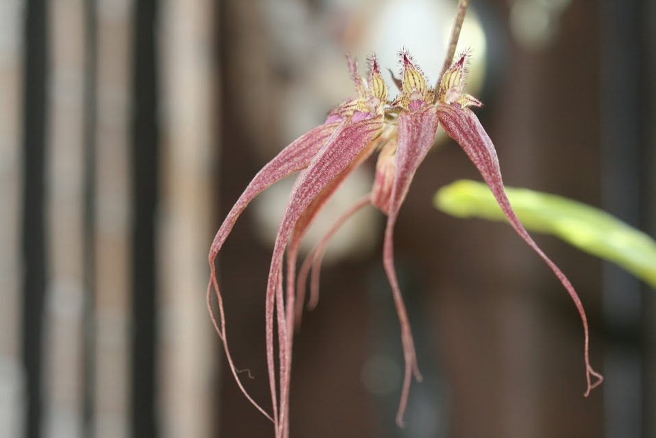 Bulbophyllum Elizabeth Ann 'Bucklebury' (longissimum x rothschildianum) IMG_2490
