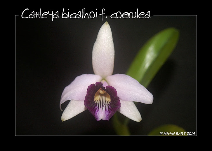 Cattleya bicalhoi f. coerulea Cattleya_bicalhoi