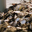 Discarded Oyster Shells from Pearl Farming -- Tahaa, French Polynesia