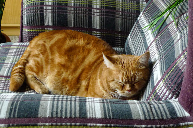 Поговорим о кошках32