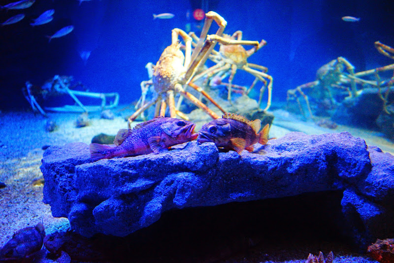 osaka aquarium kaiyukan