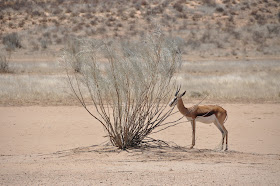 Wildlife Photos of Springbok