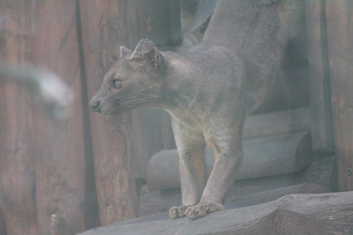 Fossa we wrocławskim zoo