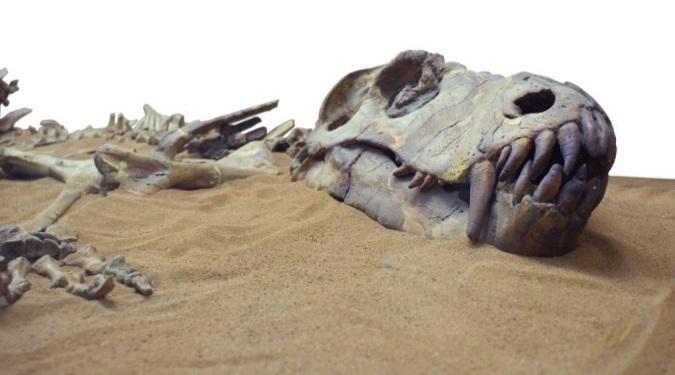 Image result for dinosaur fossils