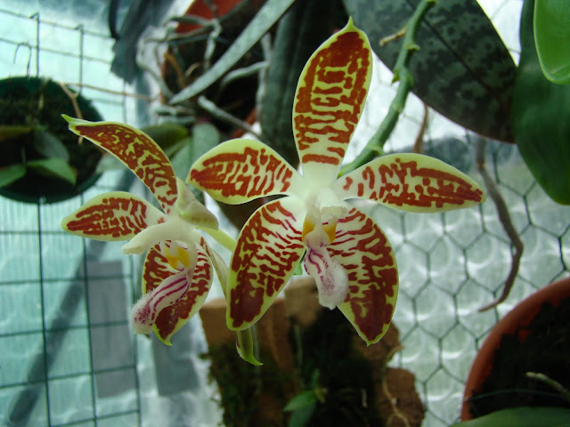 Phalaenopsis sumatrana DSC09550