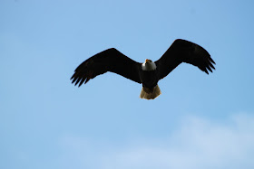 Wildlife Photos of African Eagle