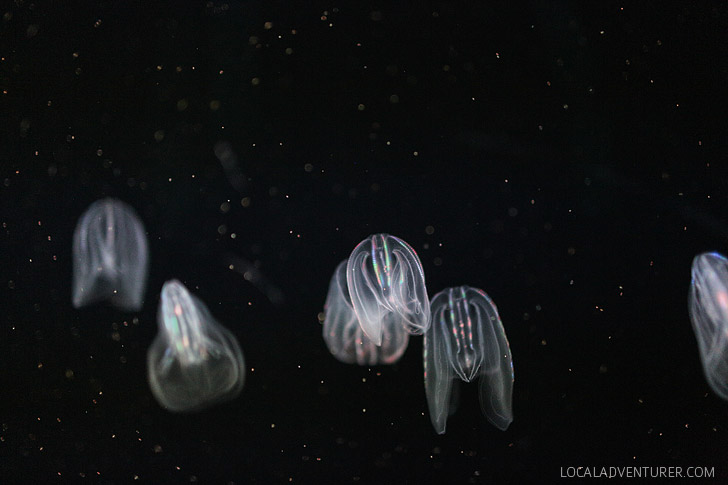 Warty Comb Jelly (mnemiopsis leidyi).