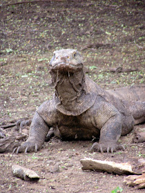Wildlife Photos of Komodo Island and Komodo Dragon