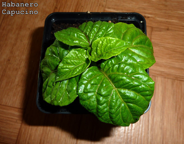 P1130834.JPG