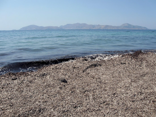 glony na plaży Mastichari Beach na Kos