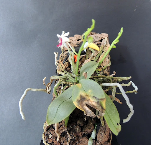 phalaenopsis parishii DSCN0319