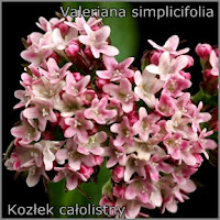 Valeriana simplicifolia - Kozłek całolistny