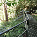 Metal steps and walkway on the rainforest walk (199546)