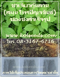 คลิก 1 ครั้ง ที่ภาพเพื่อชมภาพขยาย ชาสมุนไพรปัญจขันธ์ 100% คลิก 2 ครั้งติดกัน เพื่อลดขนาดภาพลงเท่าเดิม ชาใบเจียวกู่หลาน หรือ ชาสมุนไพรปัญจขันธ์ 100%