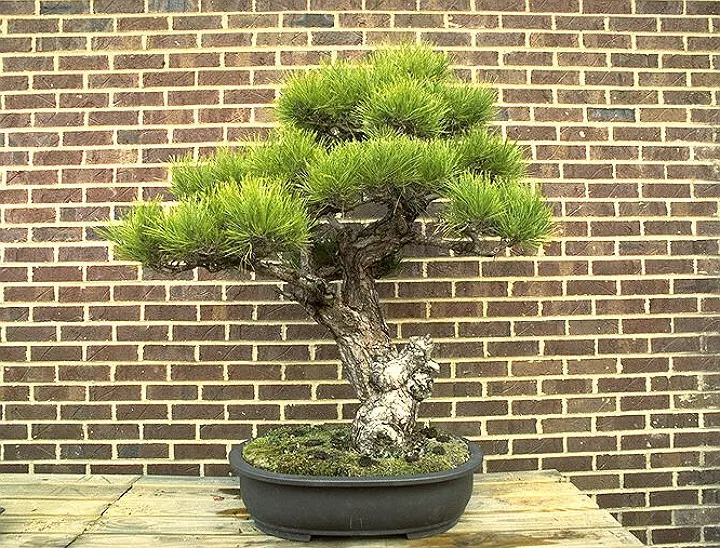 I love bonsai