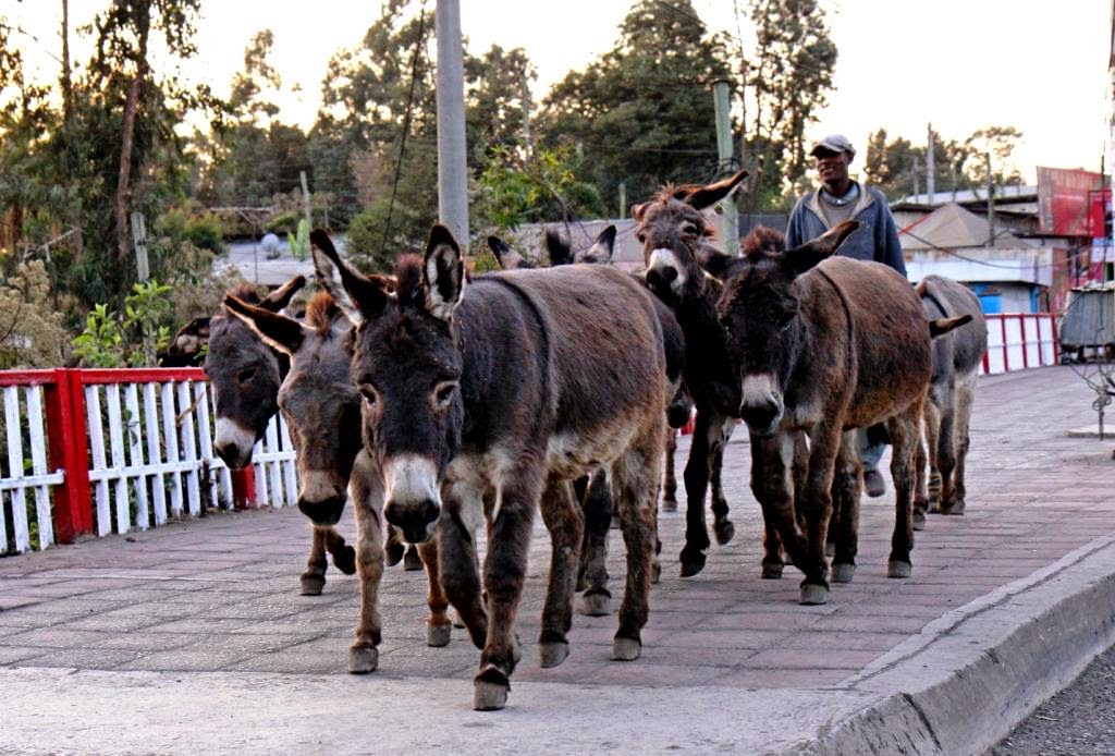 Kelionė į Etiopiją.Addis Abebos gatvės. Kelionė į Etiopiją.Addis Abebos gatvės.